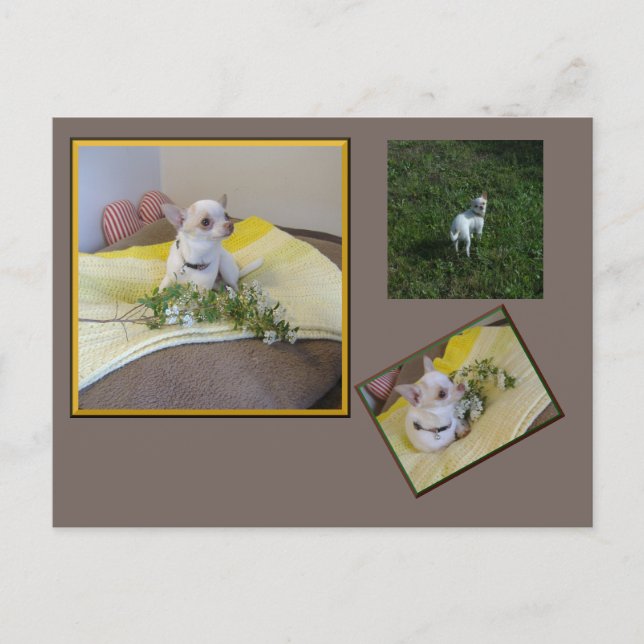 Postal Flower Chihuahua Postcard (Anverso)