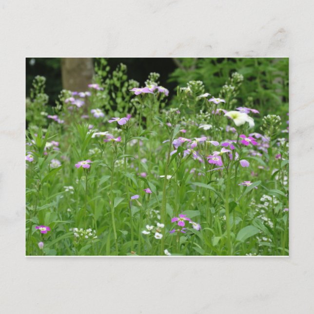 Postal flower field postcard (Anverso)