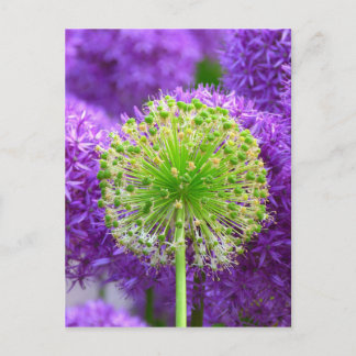 Postal Flower Flower Fash