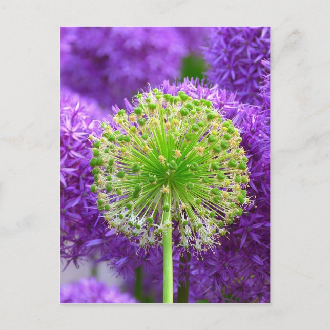 Postal Flower Flower Fash (Anverso)
