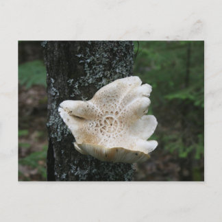 Postal Flower Fungus
