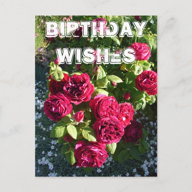 Postal Flower Garden Rojo Flower Floral Feliz cumpleaños (Anverso)