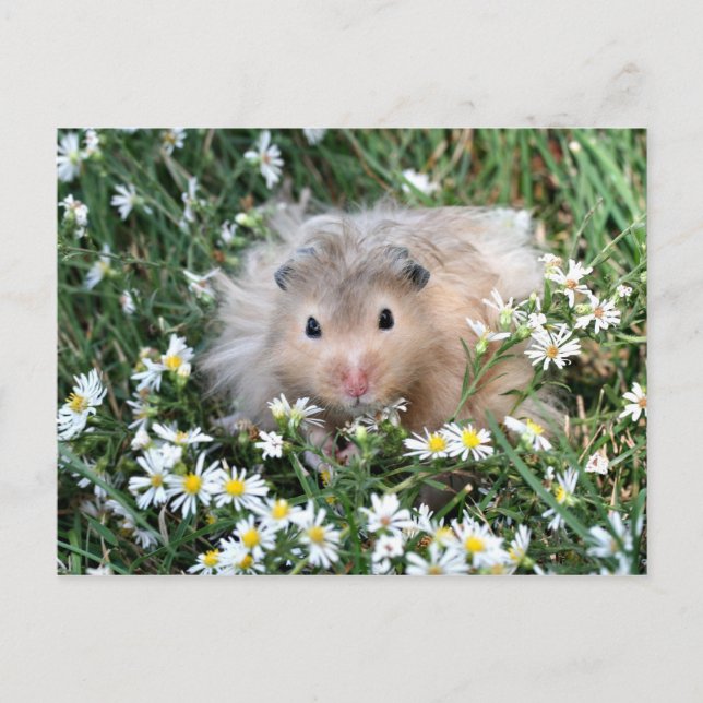 Postal Flower hamster (Anverso)