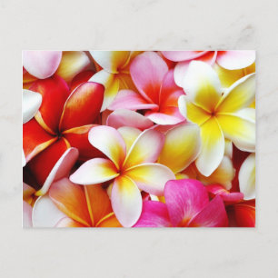 Postal Flower Hawaii Personalizada Plumeria Frangipani