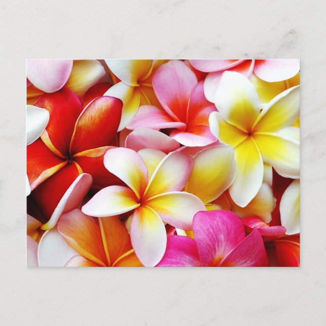 Postal Flower Hawaii Personalizada Plumeria Frangipani (Anverso)