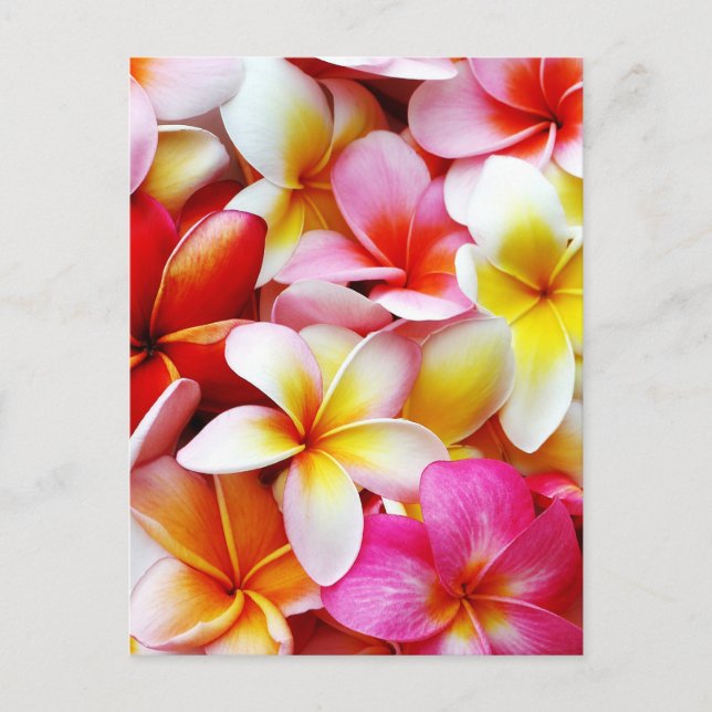 Postal Flower Hawaii Personalizada Plumeria Frangipani (Anverso)