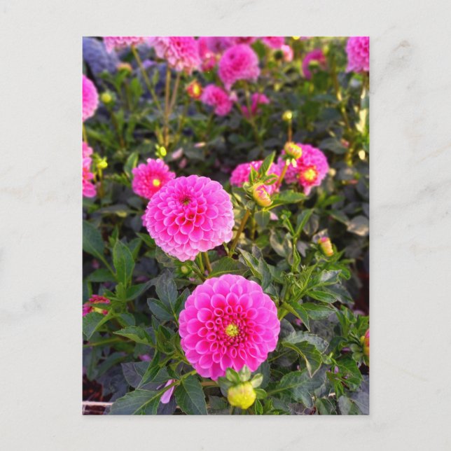 Postal Flower Power - 12 (Anverso)