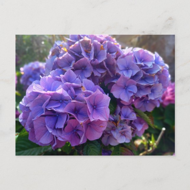 Postal Flower Power 4 (Anverso)