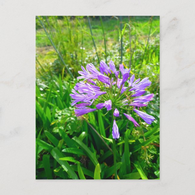 Postal Flower Power - 5 (Anverso)