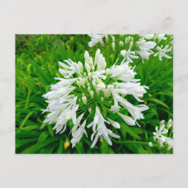 Postal Flower Power - 6