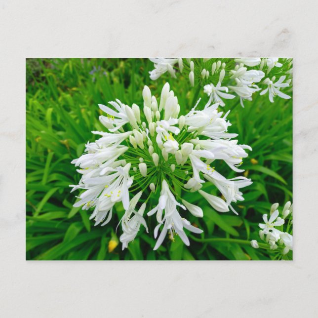 Postal Flower Power - 6 (Anverso)