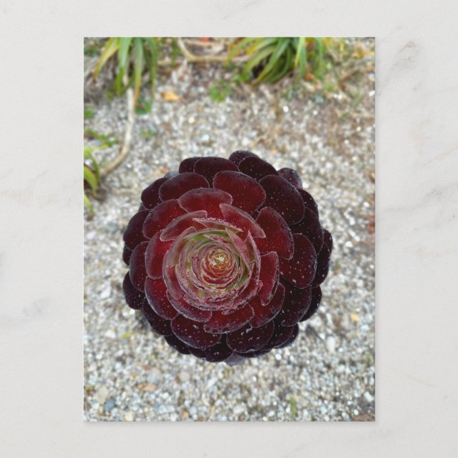 Postal Flower Power - 7 (Anverso)