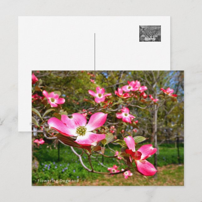 Postal Flowering Dogwood (Anverso / Reverso)