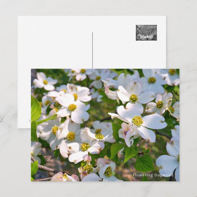 Postal Flowering Dogwood (Anverso / Reverso)
