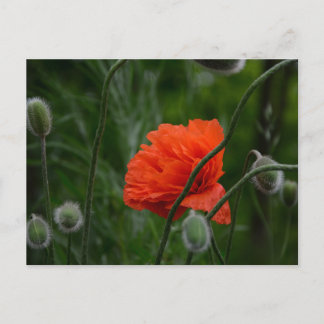 Postal flowers bloom