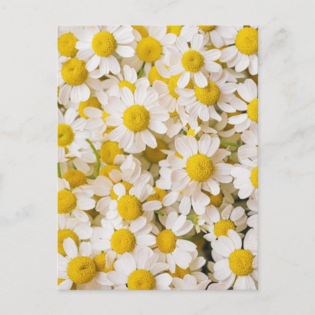 Postal Flowers | Bunch of Chamomiles (Anverso)