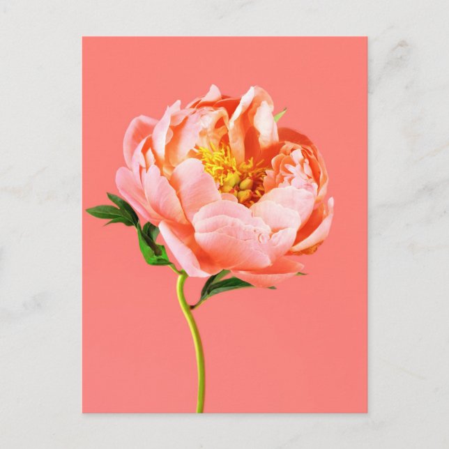 Postal Flowers | Coral Peony Blossom (Anverso)