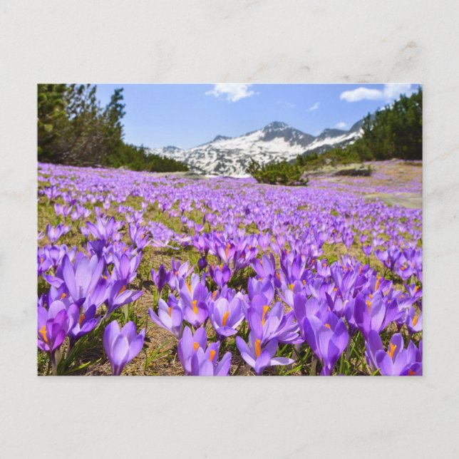 Postal Flowers | Crocus Pirin Mountain Park Bulgaria (Anverso)