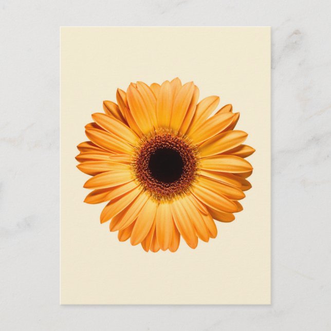Postal Flowers | Orange Gerbera (Anverso)