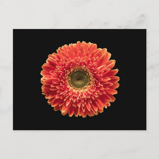 Postal Flowers | Orange Gerbera Daisy (Anverso)