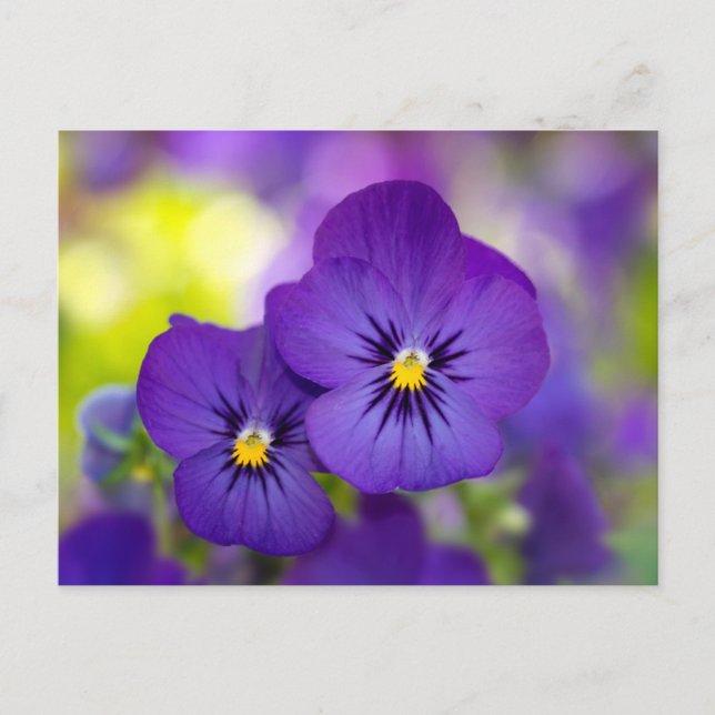 Postal Flowers | Purple Pansies (Anverso)