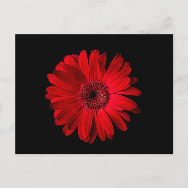 Postal Flowers | Red Gerbera Daisy (Anverso)