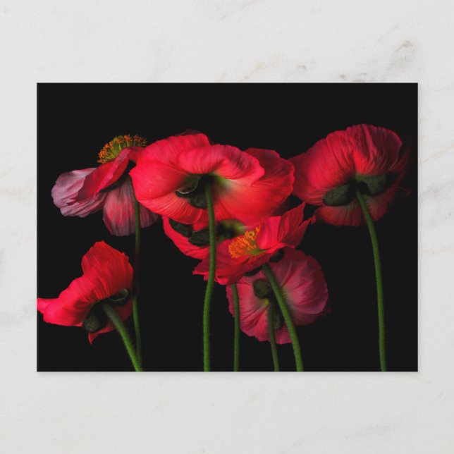 Postal Flowers | Red Poppies (Anverso)