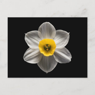 Postal Flowers White Daffodil Flower