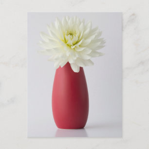 Postal Flowers   White Dahlia in Red Vase