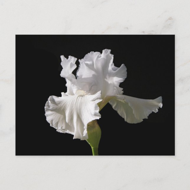 Postal Flowers | White Iris (Anverso)