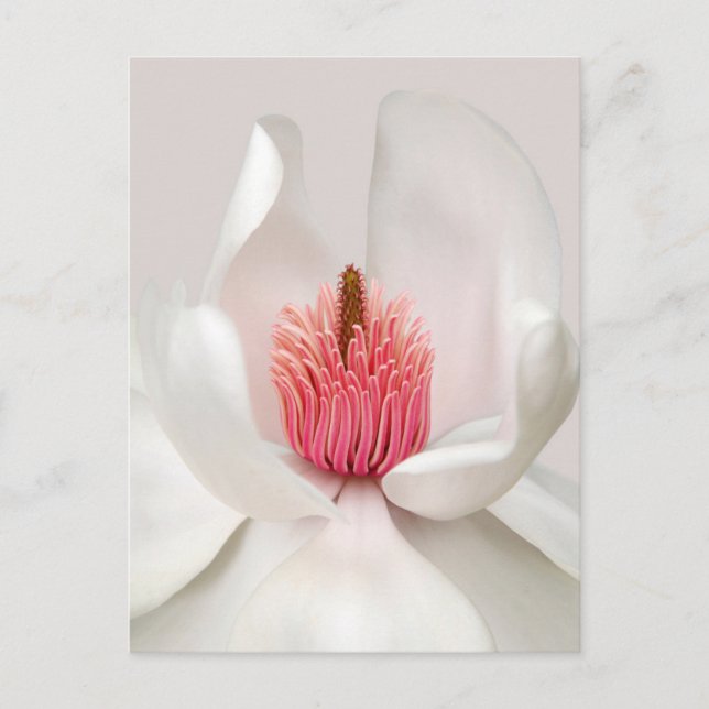 Postal Flowers | White Magnolia (Anverso)