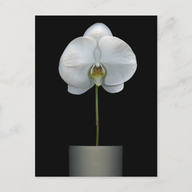Postal Flowers | White Orchid Flower (Anverso)