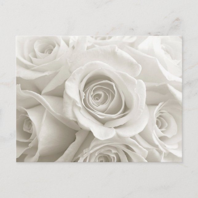 Postal Flowers | White Roses (Anverso)