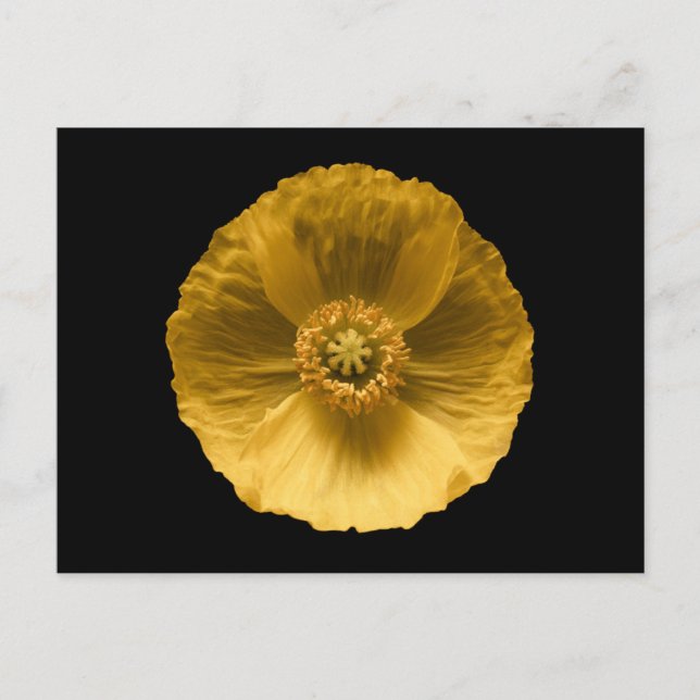 Postal Flowers | Yellow Poppy (Anverso)