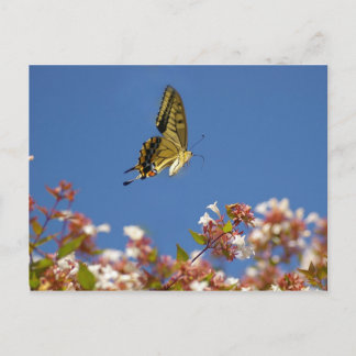Postal Fluctuación de mariposa