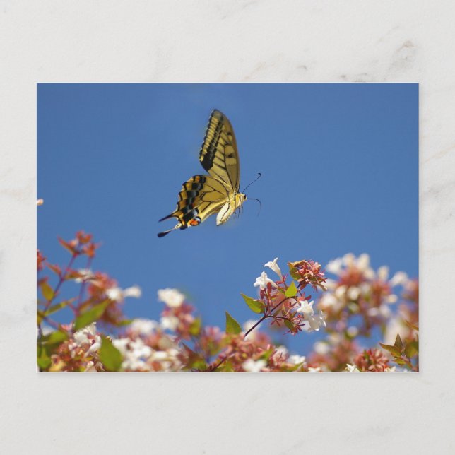 Postal Fluctuación de mariposa (Anverso)