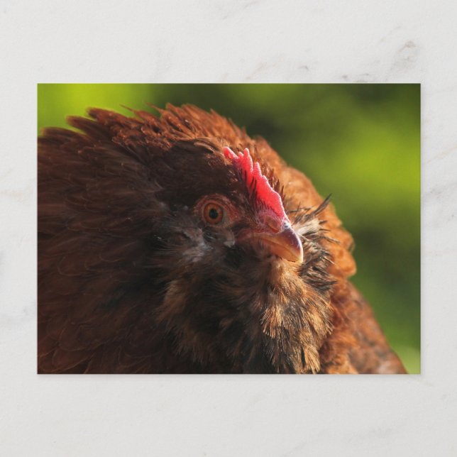 Postal FluffaDerp (Anverso)