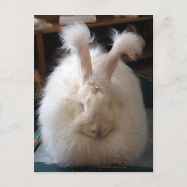 Postal Fluffy Angora Bunny (Anverso)