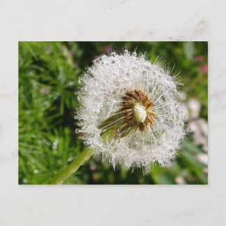 Postal Fluffy dandelion MS JOH 2011