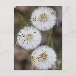 Postal Fluffy Dandelions