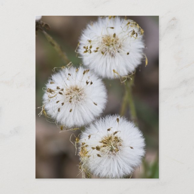 Postal Fluffy Dandelions (Anverso)
