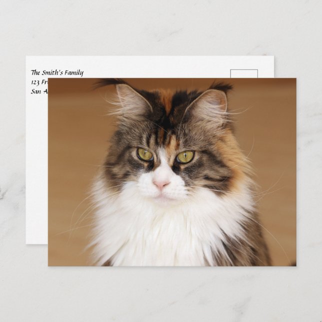 Postal Fluffy Maine Coon Cat (Anverso / Reverso)