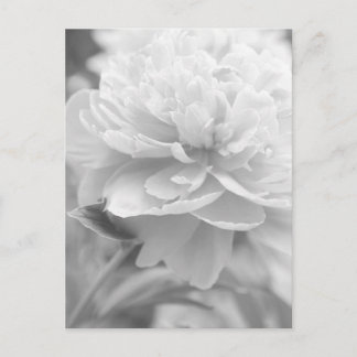 Postal Fluffy Peony