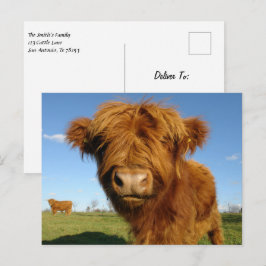 Postal Fluffy Scottish Highland Cow - Blue Sky