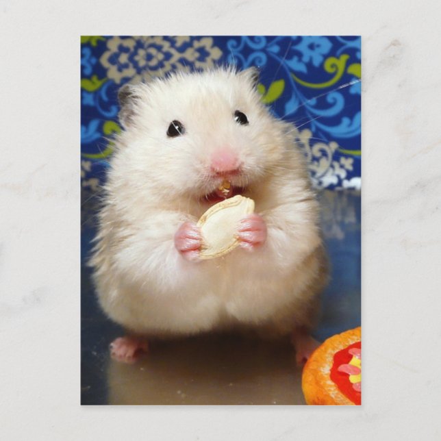 Postal Fluffy Syrian Hamster Kokolinka (Anverso)
