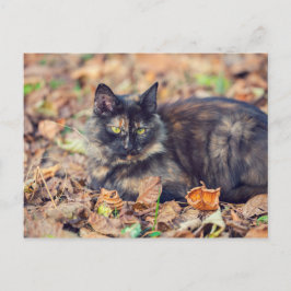 Postal Fluffy Tortoiseshell Kitty en otoño
