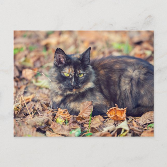 Postal Fluffy Tortoiseshell Kitty en otoño (Anverso)