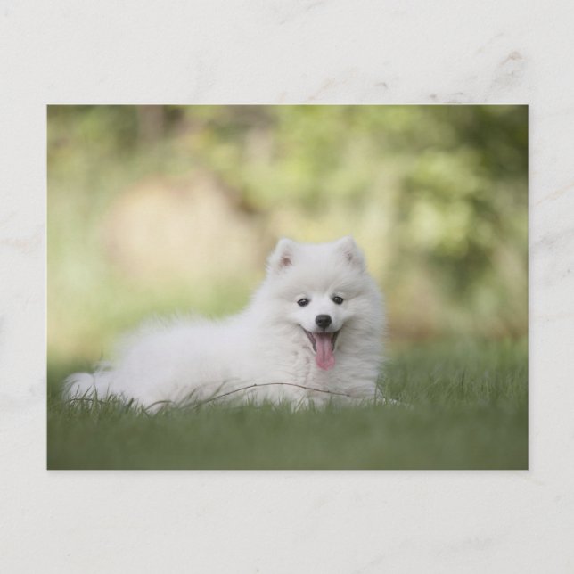 Postal Fluffy White Keeshond Puppy (Anverso)