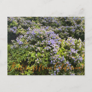 Postal Flutterings from California: Ceanothus