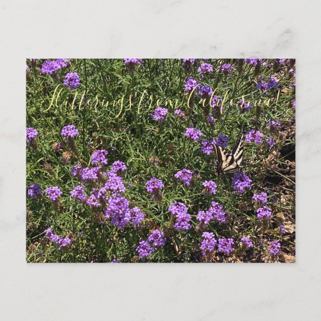 Postal Flutterings from California: De La Mina Verbena (Anverso)
